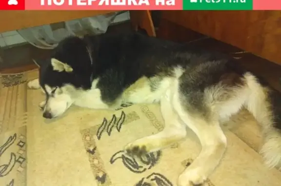 Пропала собака в Нижегородской обл., Богородск: карий и голубой глаза, чёрный ошейник.