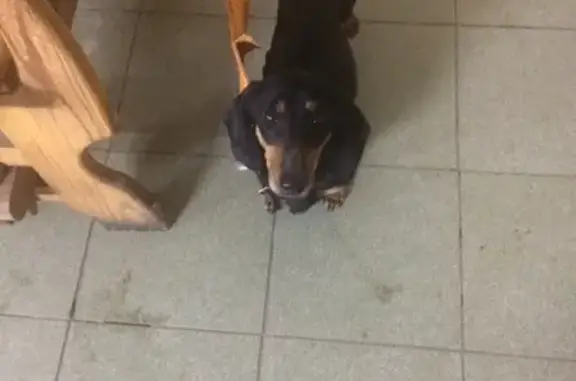 Найдена собака в Ульяновске https://vk.com/id23022582