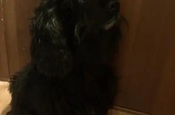 Найдена собака на остановке Луч в Оренбурге
