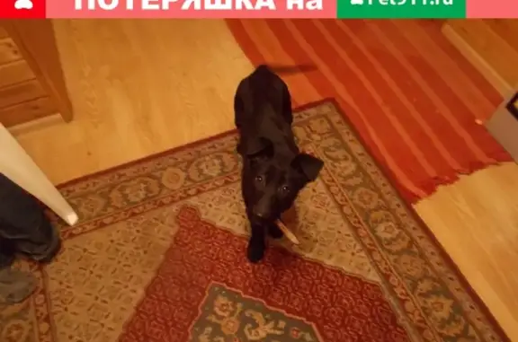 Найден черный щенок в Мценске