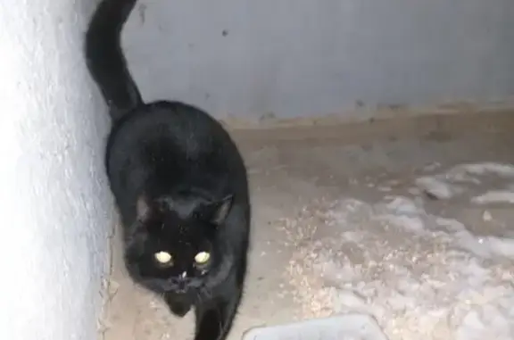 Найден черный котик на улице Джаудата Файзи