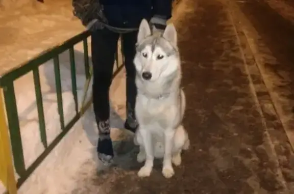 Пропала собака в Бирюлёво Восточное, Москва