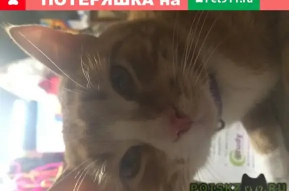 Пропала кошка в Дмитрове 08.01.19