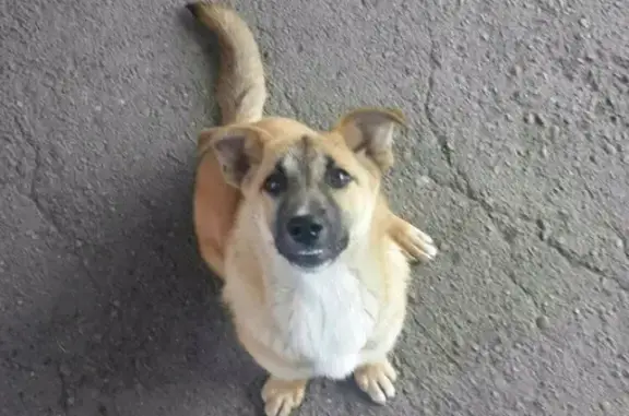 Пропала собака в Краснодаре, ищем Дейзи!