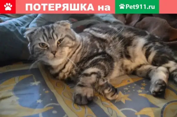 Пропала кошка Чишка в Казани, просьба сделать репост!