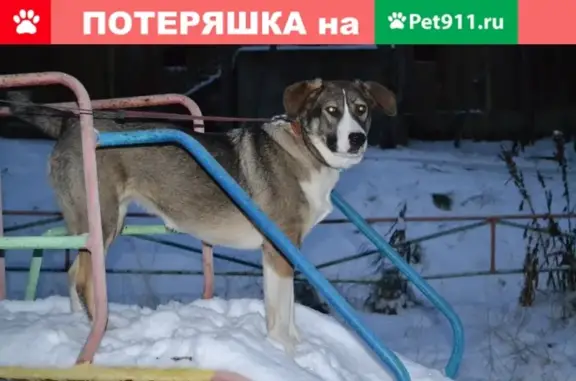 Пропала собака в Североморске, помогите найти!