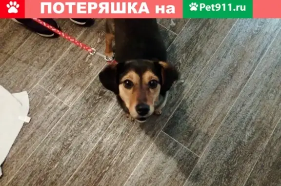 Найдена собака в Анжеро-Судженске: ищем хозяина!