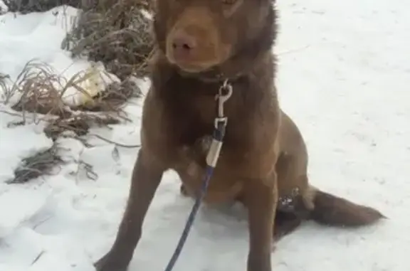 Найдена собака в Чебаркуле, ищет хозяина