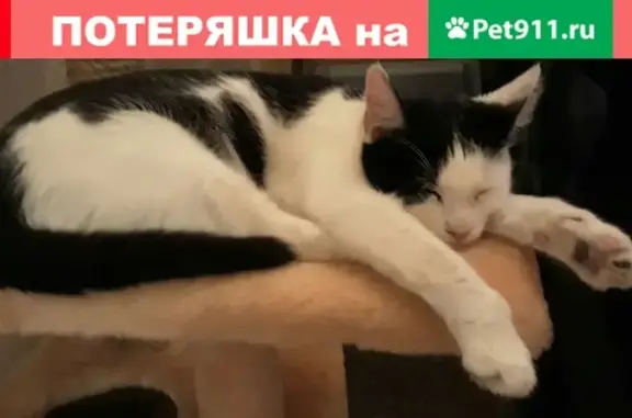 Найдена кошка в СПб, Калининский район, ул. Вавиловых, д. 15