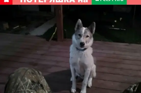Пропала собака Вольт в Крымске!