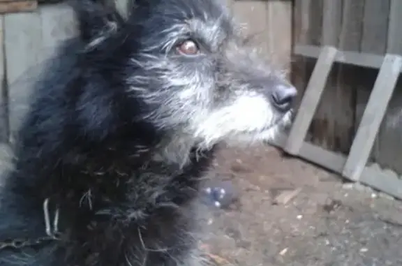 Пропала собака в Тургояке, Челябинская область!