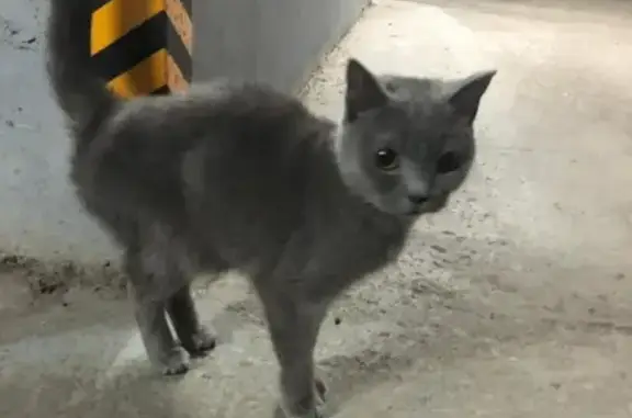 Найден серый кот на ул. Павлюхина, д. 110В в Казани