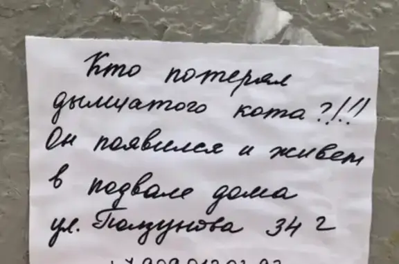Найден серый кот на ул. Ползунова, Эльмаш, Екатеринбург