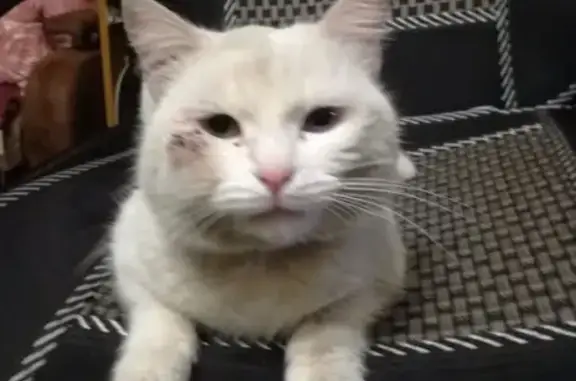 Найден белый кот с разными глазами в районе севера, Ульяновск.