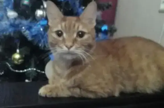 Найден кот Рыжик с сломанной лапой в Набережных Челнах