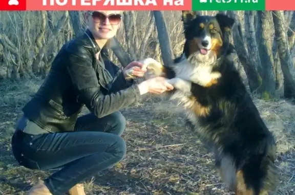 Пропала собака в Воркуте: Лиза, австралийская овчарка, вознаграждение.