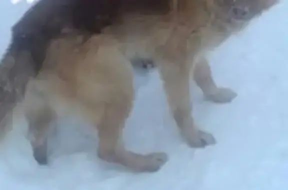 Срочно! Пропала собака Джек в Петрозаводске