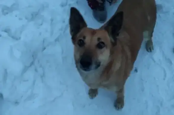 Найдена собака в Новосибирске, Калининский район