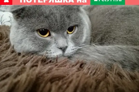 Пропал кот на ул. Зеленой в Горно-Алтайске