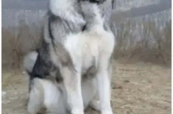 Пропала собака Луна в Торжоке, Тверская область