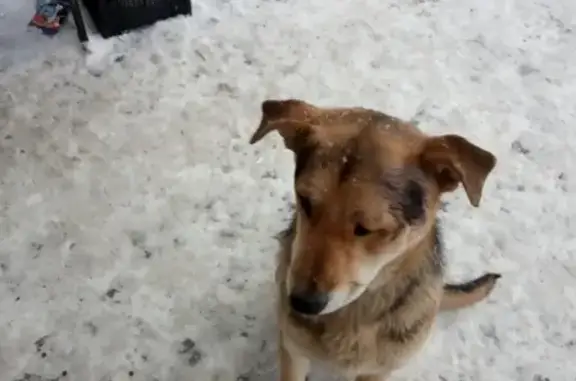 Собака найдена на остановке в Казани, нужен хозяин!