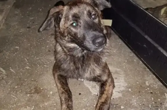 Найдена собака в Волжском, сидит в подъезде с ошейником