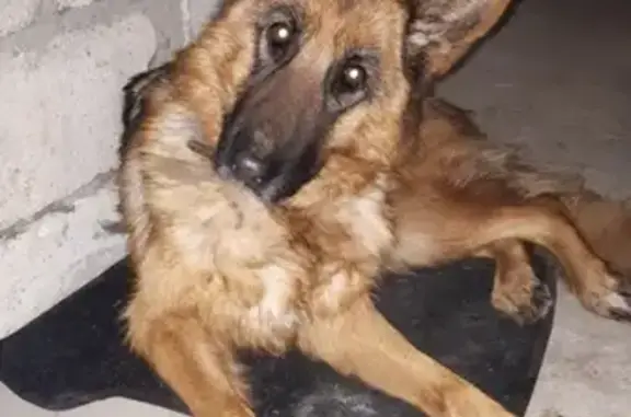Найдена собака в Малом Исаково