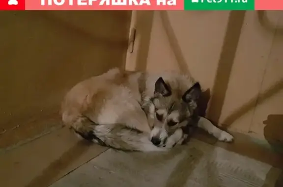 Найдена собака в Томске, ищем хозяев!