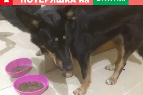 Срочно! Найдена собака в Пушкино, 23 квартал