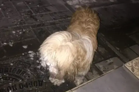 Найдена пушистая собака в поселке Коврово