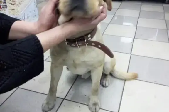 Найдена собака в Черногорске, Республика Хакасия