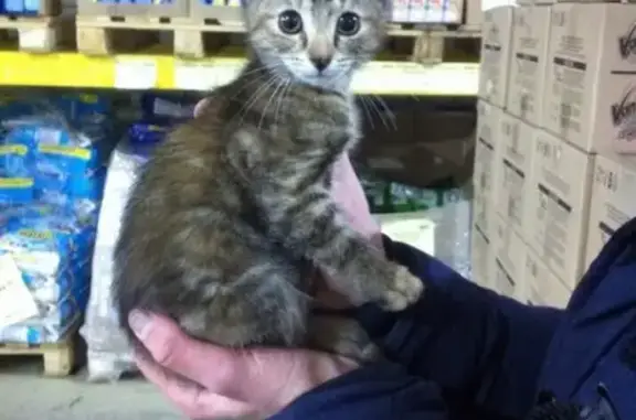 Найден котенок-девочка на Новаторов, ищем передержку или дом