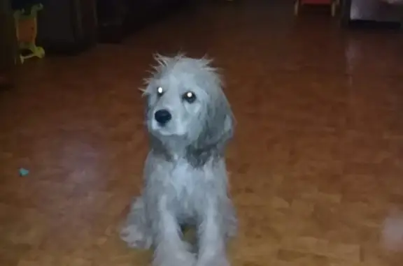 Пропала собака в Новотроицке, Оренбургская область