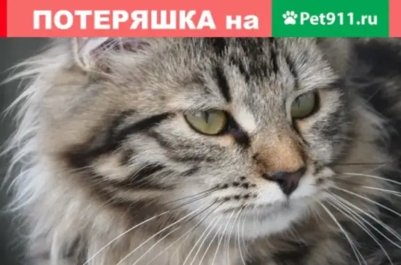 Пропал кот в Балабаново, ул. Мичурина, 1 мая.