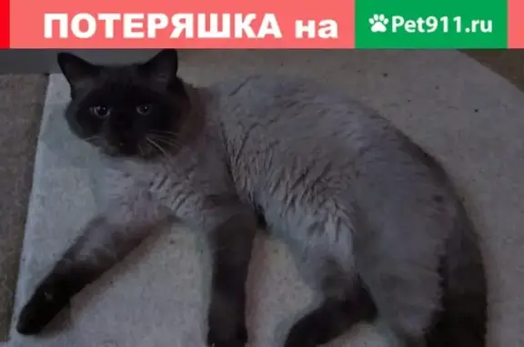 Пропал кот на ул. Тургенева, Лабинск.