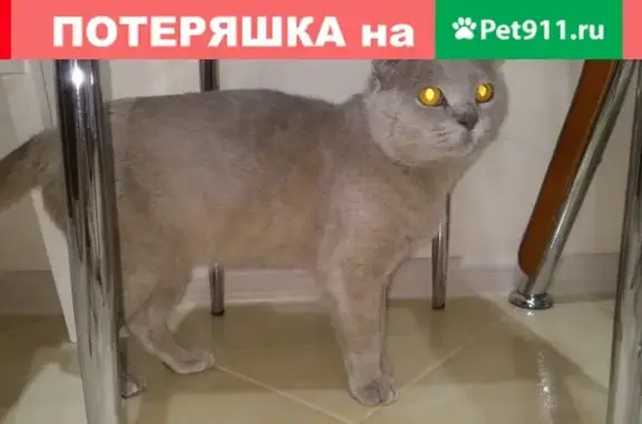 Кошки потеряшки, посёлок городского типа Шолоховский, фото: Потеряшка кот на улице Кирова 10а, Ростовская область