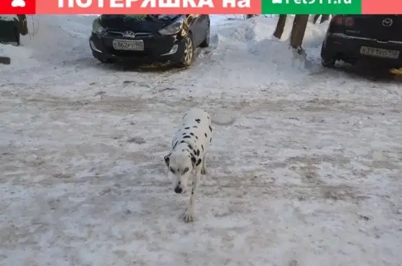 Собака Далматинец найдена в Долгопрудном, район завода ТОС, у станции Новодачная, Лихачевский проезд, 5Б