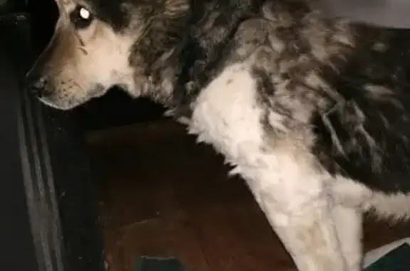 Найдена собака в Чебоксарах [id81055913|Инга Добровольская]