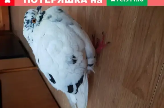 Найден голубь в Новополоцке, Беларусь.