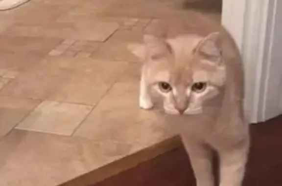 Молодая персиковая кошка найдена на ул. Архитектора Власова