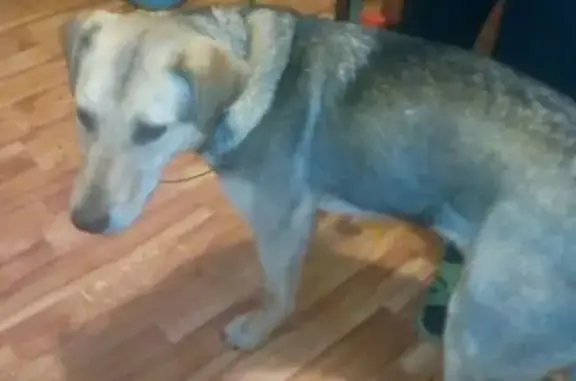 Найдена собака на Красном Камне в Нижнем Тагиле