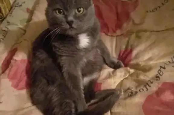 Кошки потеряшки, Набережные Челны, фото: Потеряшка кошка возле С.О Восход 2 в Набережных Челнах