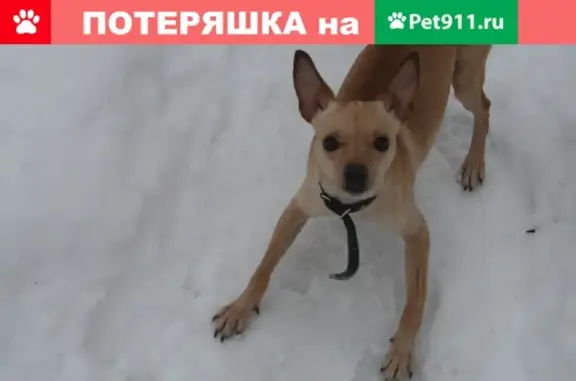 Пропала собака Вася в Вологде, вознаграждение 10000р.