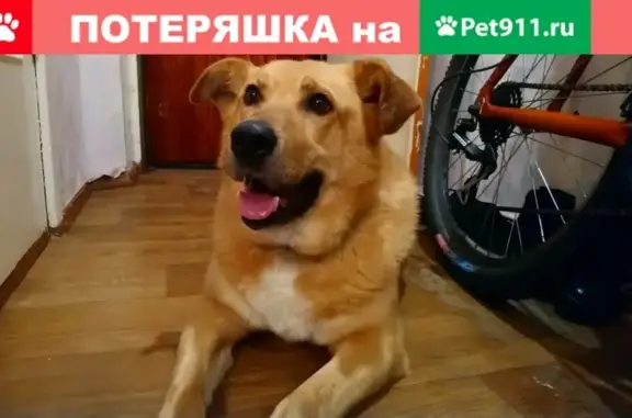 Найдена собака на ул. Анохина/Красная/Шотмана, ищут хозяев или новый дом!