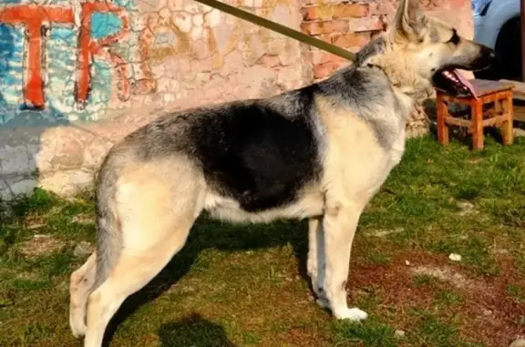 Пропала собака в Крымске на улице Тепличная