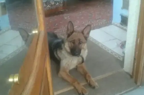 Пропала собака в Сыктывкаре: немецкая овчарка Ада, район эжвинских дач
