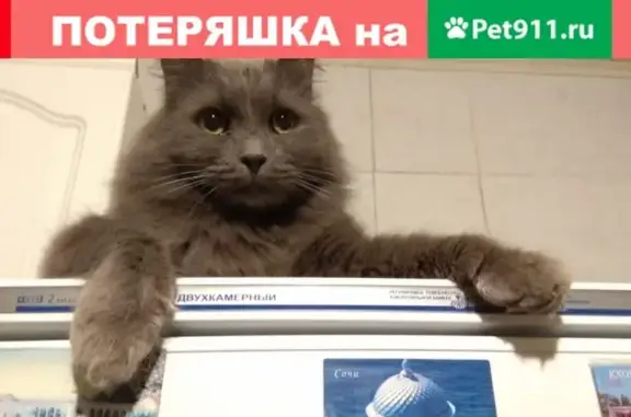 Найден домашний кот на пр. Космонавтов, возможно потерянный