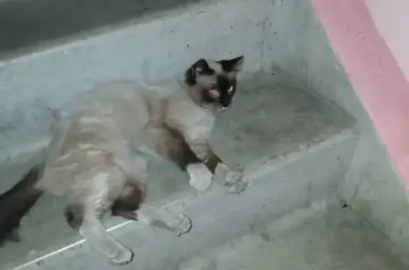 Найден сиамский кот возле подъезда в Красноярске