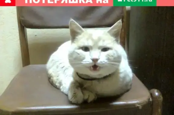 Найден персиковый кот в Коломне, Запруды
