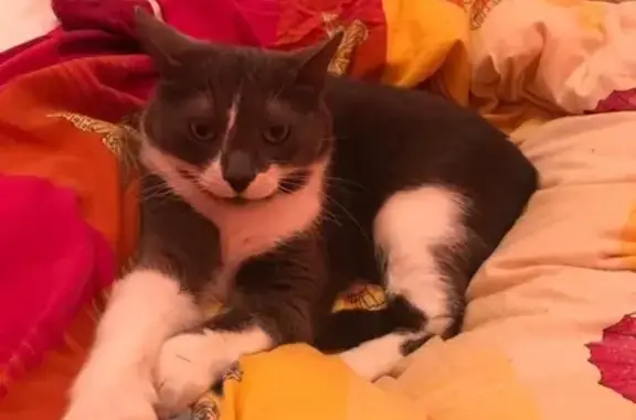 Кошки потеряшки, садовое товарищество Хутынь, фото: Потеряшка кошка в д. Хутынь, Новгородская область